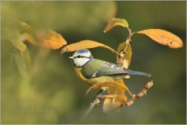 <p>SÝKORA MODŘINKA (Cyanistes caeruleus) /Eurasian blue tit - Blaumeise/</p>